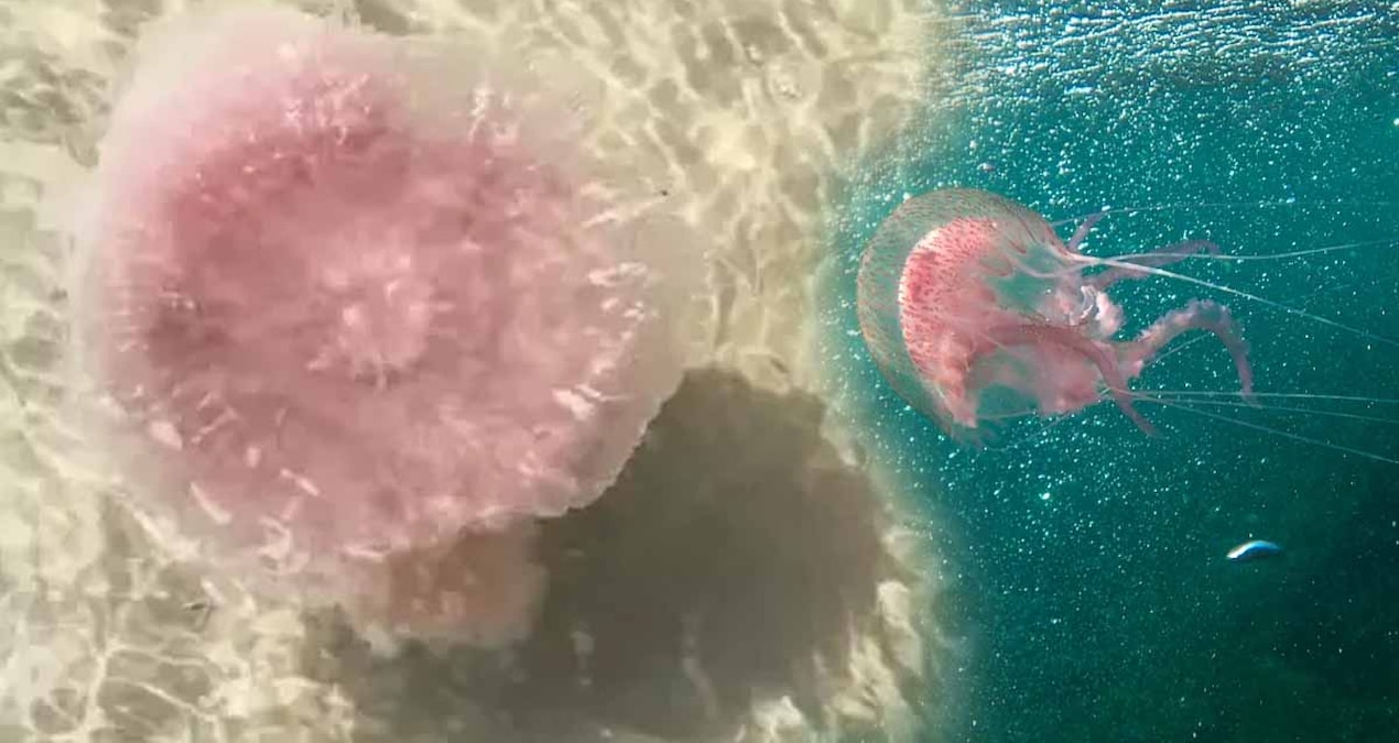 50 kiloluk dev denizanasi kiyiya vurdu herkes kacisti ama gercek cok baskaydi WBaDcUPN