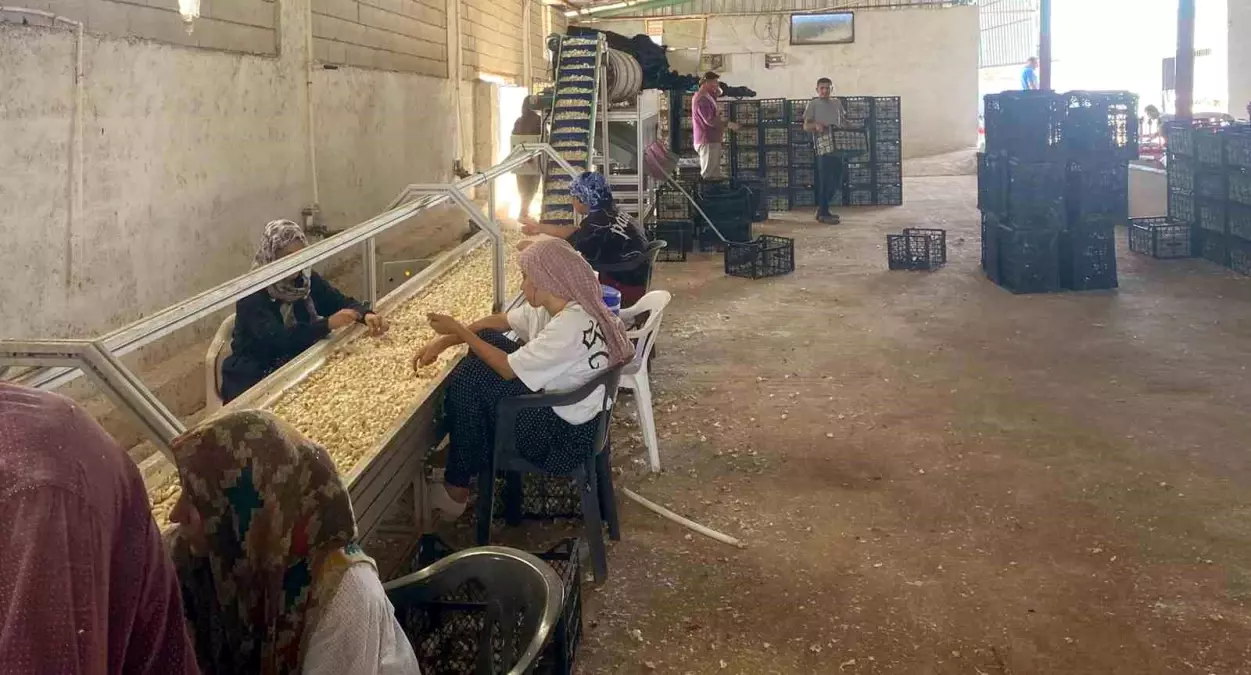 Araban Sarımsağına Tohum Tesisi Kuruldu