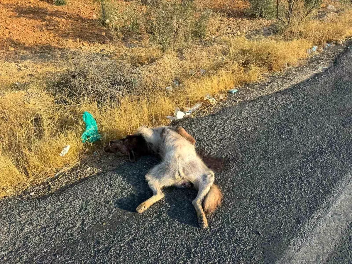 halfetide nesli tukenmekte olan sirtlan telef oldu cXGI2Ha8