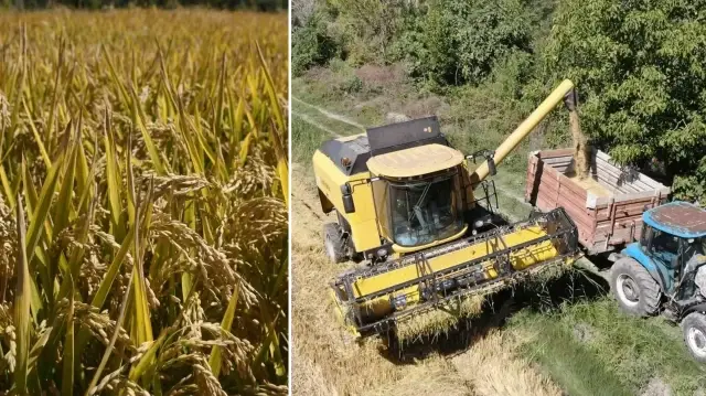 hasadi basladi yurdun dort bir yanina gonderiliyor kilogrami 220 tlden satiliyor QLk1ebw3