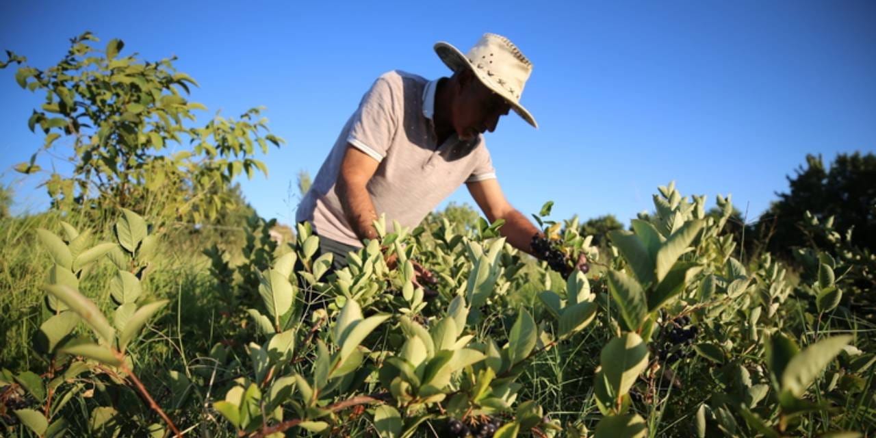 vefat eden esi hastayken bulamadigi urunun uretimine basladi tonlarcasini hasat etmeye basladi psYDbd3V