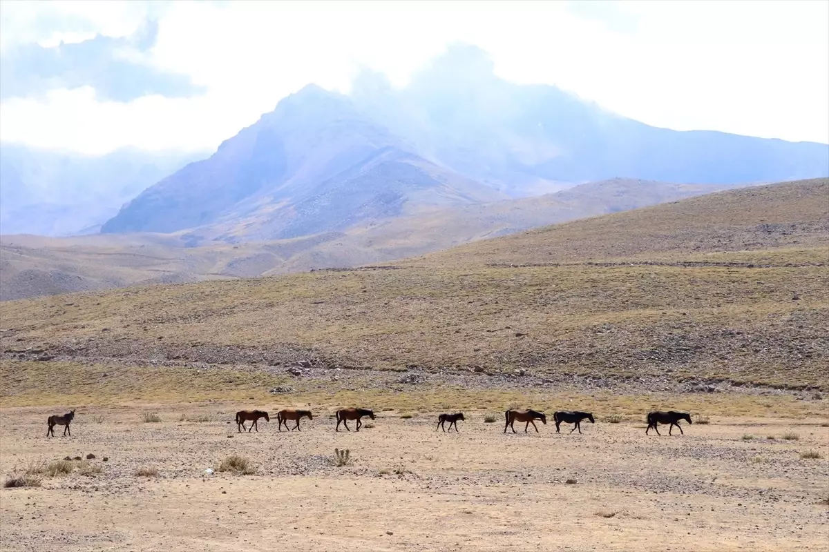 erciyeste yilki atlari ozgurce yasiyor IiOuZgA2.jpg