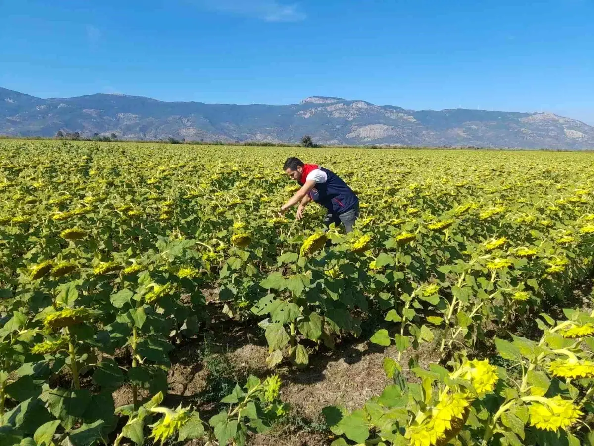 soke tarim mudurlugu 2025 desteklemeleri icin pamuk ve aycicegi saha calismalari yuruttu GUSrEFaF.jpg