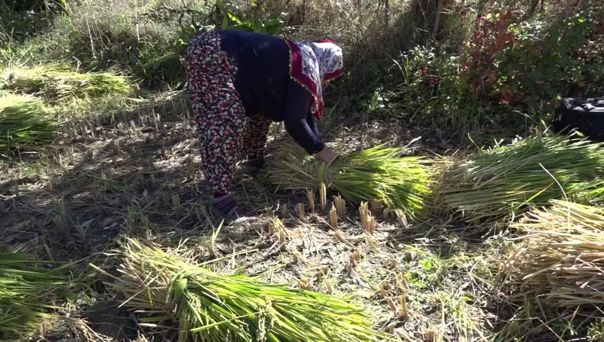 yusufelinde geleneksel celtik hasadi TYX9fRL9.jpg