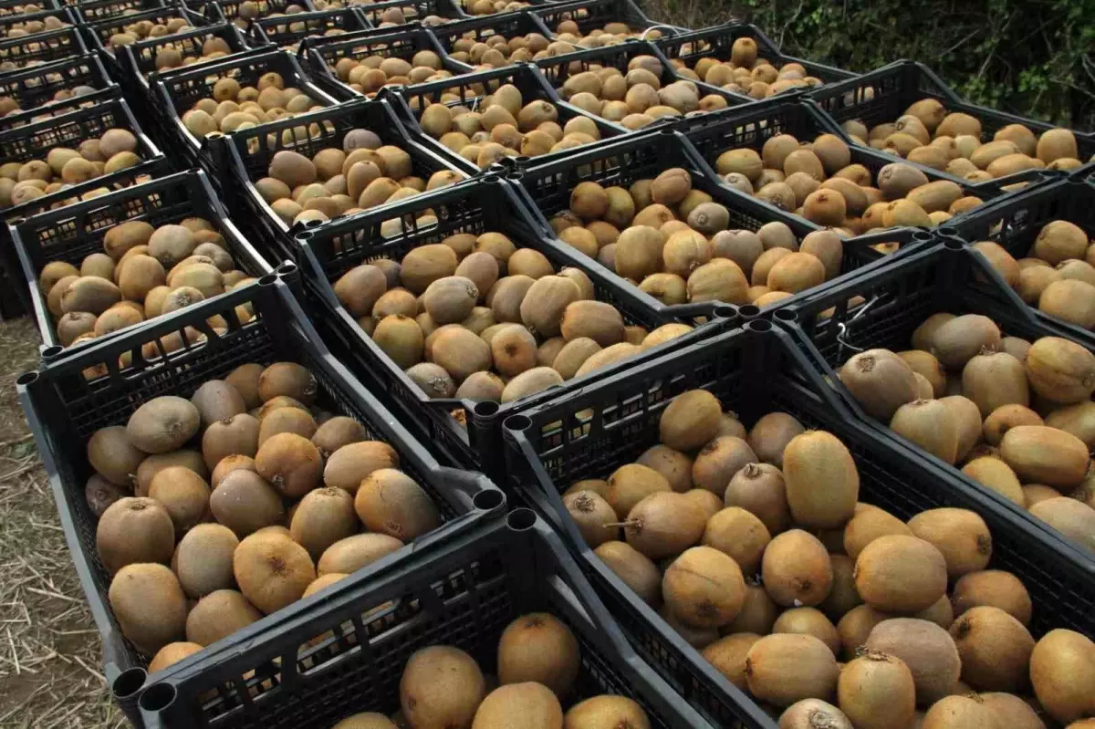 samsunda 2025 yili hasat etkinligi duzenlendi KAAHNiSe.jpg