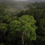 bilim-insanlari-acikladi-amazon-ormanlarinda-iklim-degisiyor-dQLzlA7q.jpg