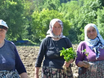 Çukurören’in tescilli lezzetinde ekim başladı: 162 yıllık tarım mirasına çimento tehdidi!